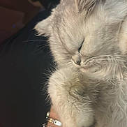 Yuna participe au concours pour gagner de l'argent avec cette photo : cat, sleeping, fluffy, white_fur, paw, tattoo, bracelet, arm, pet, domestic_animal, closeup, resting, cute, feline, indoor, cozy, relaxed, animal, whiskers, fur