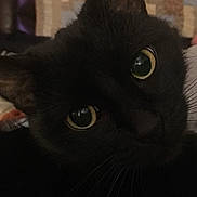 Crack Kitty joined the competition — help win amazing prizes! black, black_cat, bombay, cat, cat_like_mammal, domestic_short_haired_cat, fur, kitten, korat, small_to_medium_sized_cats, snout, whiskers