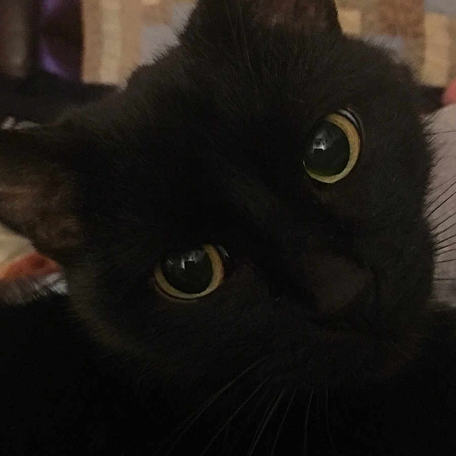 Crack Kitty