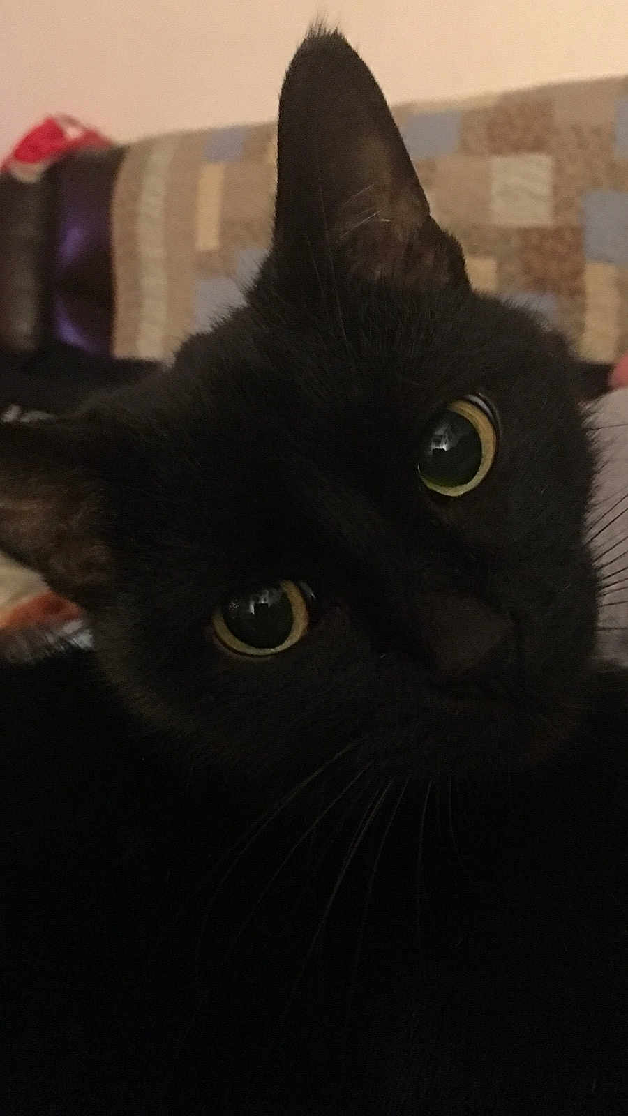 Crack Kitty