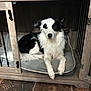 animal, black_and_white, border_collie, calm, companion, crate, cushion, cute, dog, domestic, ears, face, fur, indoor, looking, paw, pet, resting, tile_floor, wooden_crate