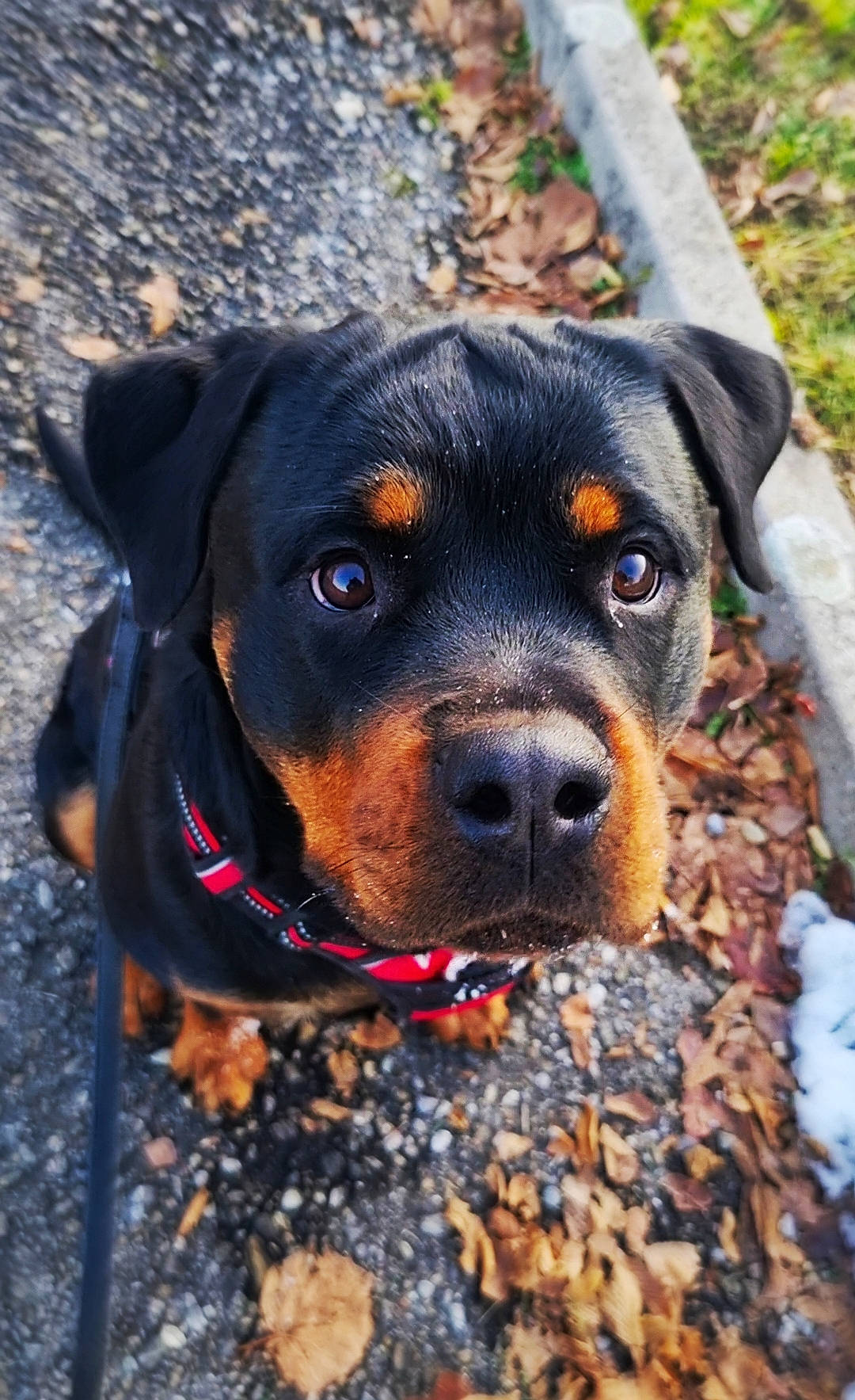 Skull'Y a rejoint le concours — aidez-le/la à gagner de superbes lots ! canidae, carnivore, collar, companion_dog, dog, dog_breed, dog_collar, electric_blue, fawn, grass, guard_dog, hunting_dog, leash, plant, rottweiler, snout, sporting_group, whiskers, working_animal, working_dog