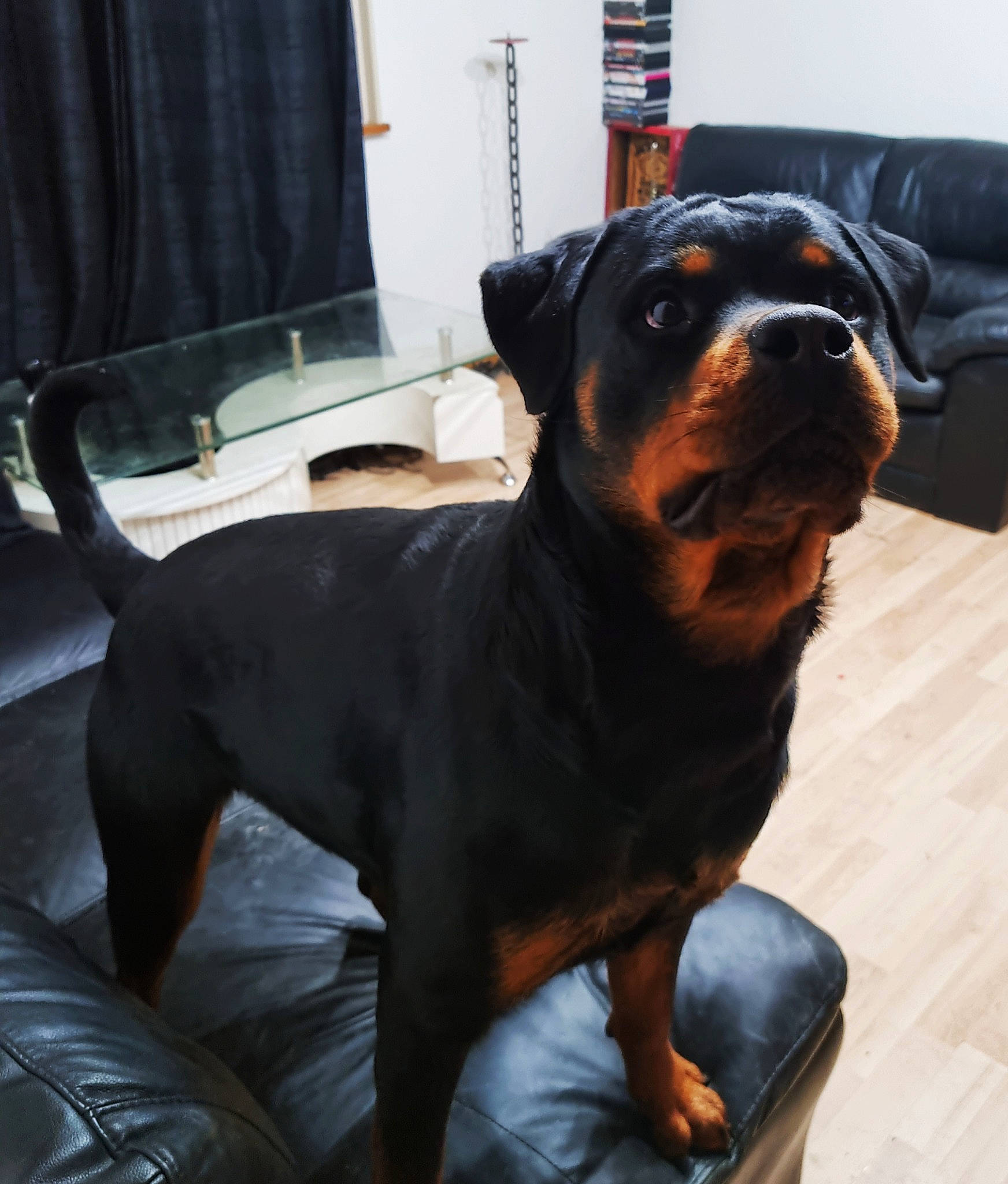 Skull'Y participe au concours pour gagner de l'argent avec cette photo : canidae, carnivore, collar, companion_dog, curtain, dog, dog_breed, dog_collar, fawn, fur, guard_dog, hound, hunting_dog, liver, rottweiler, snout, sporting_group, terrestrial_animal, working_animal, working_dog