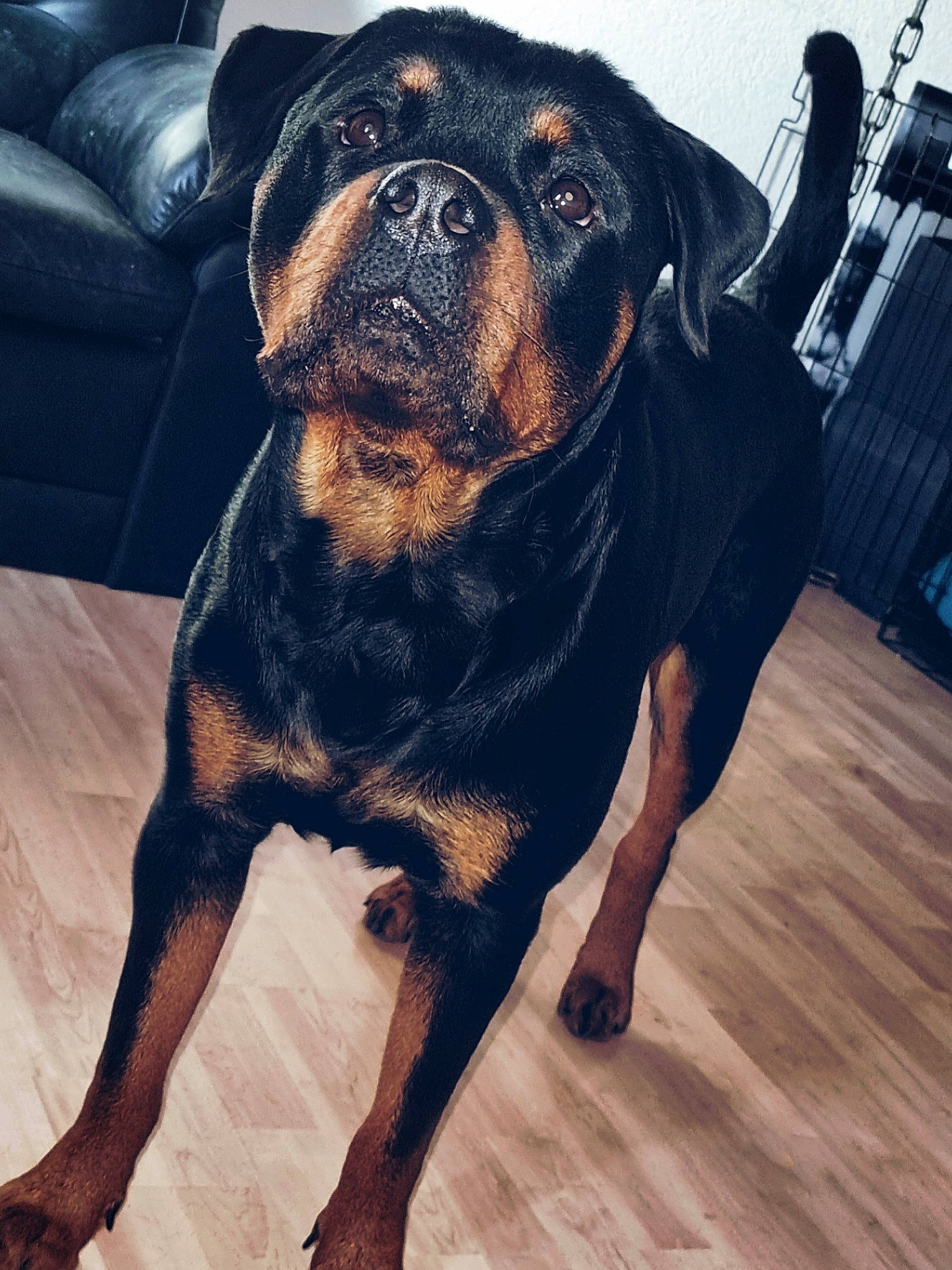 Skull'Y participe au concours pour gagner de l'argent avec cette photo : bulldog, canidae, carnivore, companion_dog, dog, dog_breed, dog_collar, fawn, fur, guard_dog, metal, molosser, plant, snout, sporting_group, toy_dog, whiskers, working_animal, working_dog, wrinkle