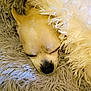 dog, sleeping, blanket, fluffy, cozy, resting, pet, closeup, fur, cute, animal, indoors, comfort, soft, nose, face, ears, warm, snuggle, relaxation