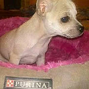 Jipsy participe au concours pour gagner de l'argent avec cette photo : animal, beige_fur, chihuahua, closeup, dog, domestic_animal, ears, indoor, pet, pet_bed, pink_blanket, portrait, puppy, purina_label, screenshot, short_hair, side_profile, sitting, small_dog, whiskers