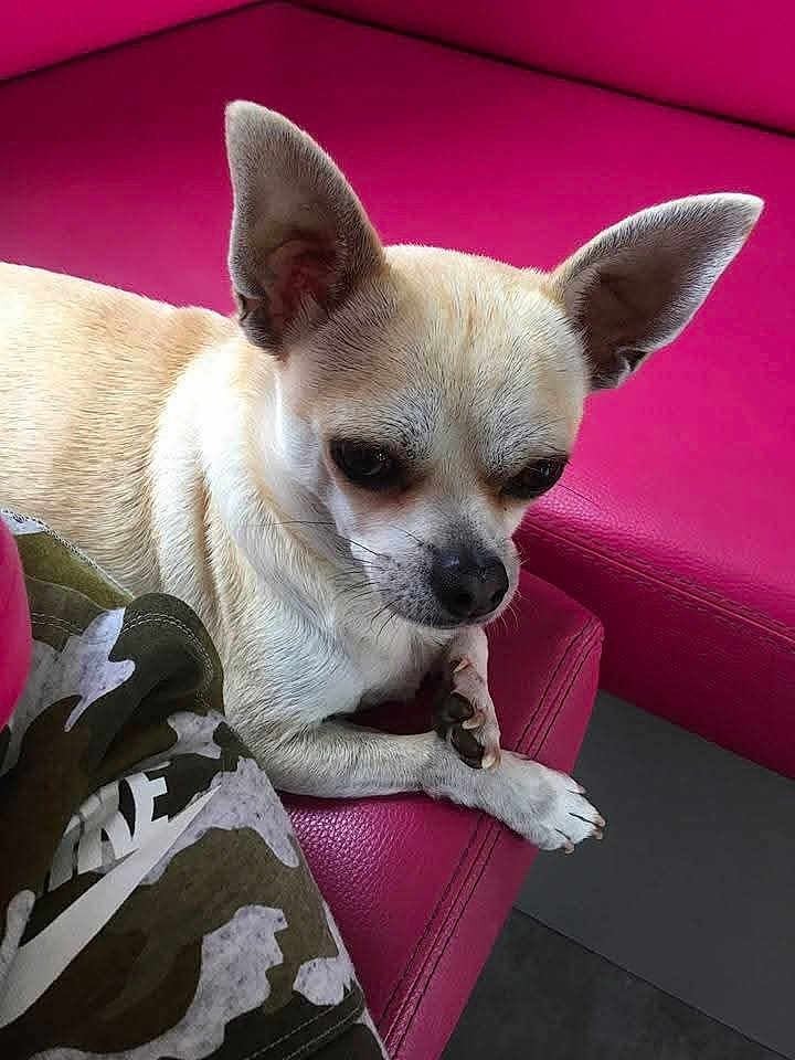 Jipsy participe au concours pour gagner de l'argent avec cette photo : dog, chihuahua, pet, small_dog, cream_color, ears, face, paws, couch, pink_couch, leather, indoor, close_up, domestic_animal, resting, animal_portrait, furniture, camouflage_pattern, fabric, quiet