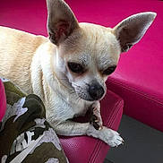 Jipsy a rejoint le concours — aidez-le/la à gagner de superbes lots ! dog, chihuahua, pet, small_dog, cream_color, ears, face, paws, couch, pink_couch, leather, indoor, close_up, domestic_animal, resting, animal_portrait, furniture, camouflage_pattern, fabric, quiet