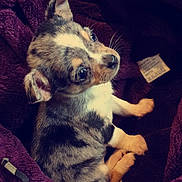 Plule a rejoint le concours — aidez-le/la à gagner de superbes lots ! puppy, dog, pet, cute, animal, fur, blanket, cozy, brown, white, black, small, young, ears, whiskers, indoor, snuggle, resting, looking_up, fur_pattern