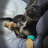 Baiko participe au concours pour gagner de l'argent avec cette photo : dog, puppy, bandage, paw, cushion, blanket, resting, cozy, fur, ears, cute, pet, animal, indoor, soft, comfort, sleepy, lying_down, closeup, adorable