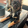 dog, small_dog, chihuahua, outdoor, table, glass_table, buddha_statue, statue, wicker_furniture, cushion, patio, relaxing, heart_overlay, text_overlay, black_dog, tan_dog, pet, animal, cute, calm