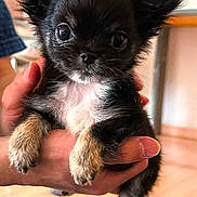 Baiko participe au concours pour gagner de l'argent avec cette photo : adorable, animal, black_dog, cute, dog, domestic_animal, ears, floor, fur, hand, holding, indoor, looking_at_camera, person, pet, portrait, puppy, small_dog, tan_paws, young_animal