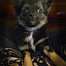 dog, puppy, small_dog, ears, fur, black_fur, tan_fur, white_markings, patterned_fabric, indoors, curtain, lace_curtain, close_up, pet, animal, cute, looking_up, portrait, sitting, domestic_animal