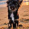 dog, beach, sunset, sand, water, sunlight, animal, pet, cute, small_dog, ears, fur, outdoor, nature, portrait, sitting, golden_hour, reflection, sky, warm_light