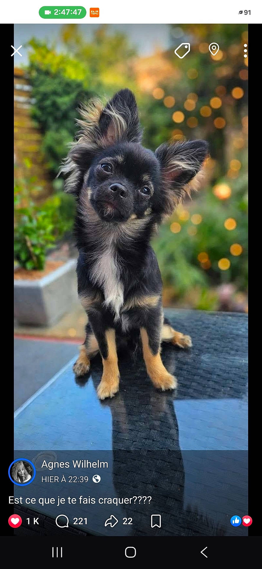 animal, black_fur, bokeh, cute, dog, ears_up, face, greenery, head_tilt, outdoor, pet, portrait, puppy, reflection, sitting, small_dog, social_media, table, tan_fur, text_overlay