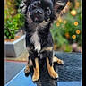 dog, puppy, small_dog, black_and_tan, outdoor, garden, bokeh, tilted_head, curious, sitting, reflective_surface, cute, pet, portrait, animal, furry, ears, social_media, caption, engagement_icons