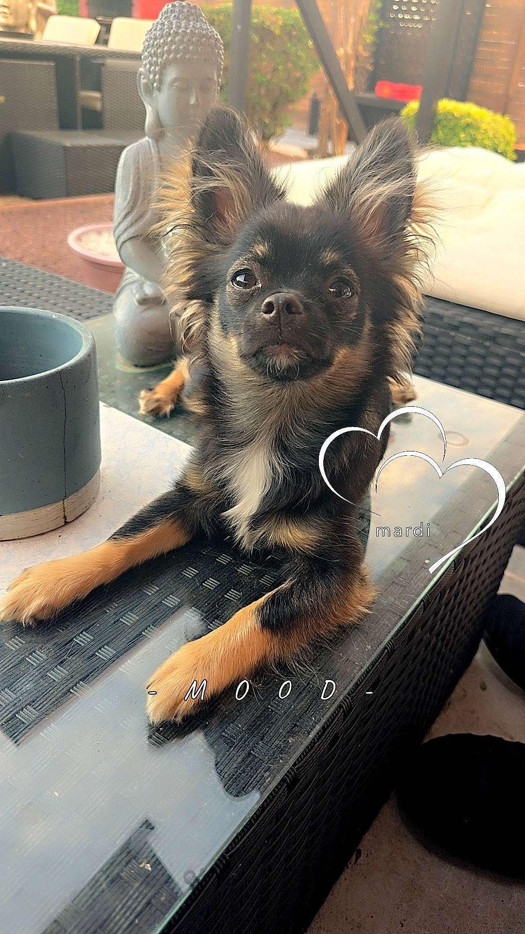 animal, black_and_tan, buddha_statue, calm, cute, decor, dog, ears, fur, furniture, glass_table, heart_overlay, outdoor, patio, puppy, reflection, relaxed, small_dog, sunlight, text_overlay