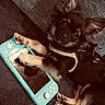 dog, puppy, small_dog, black_and_tan, gaming_console, handheld_device, paw, ears, pet, cute, playing, lying_down, carpet, indoor, toy, leash, harness, close_up, animal, technology