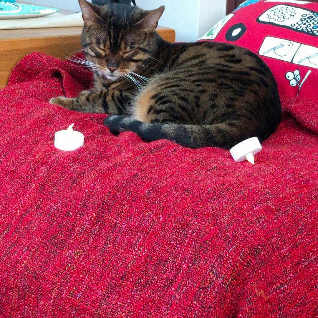 Arya