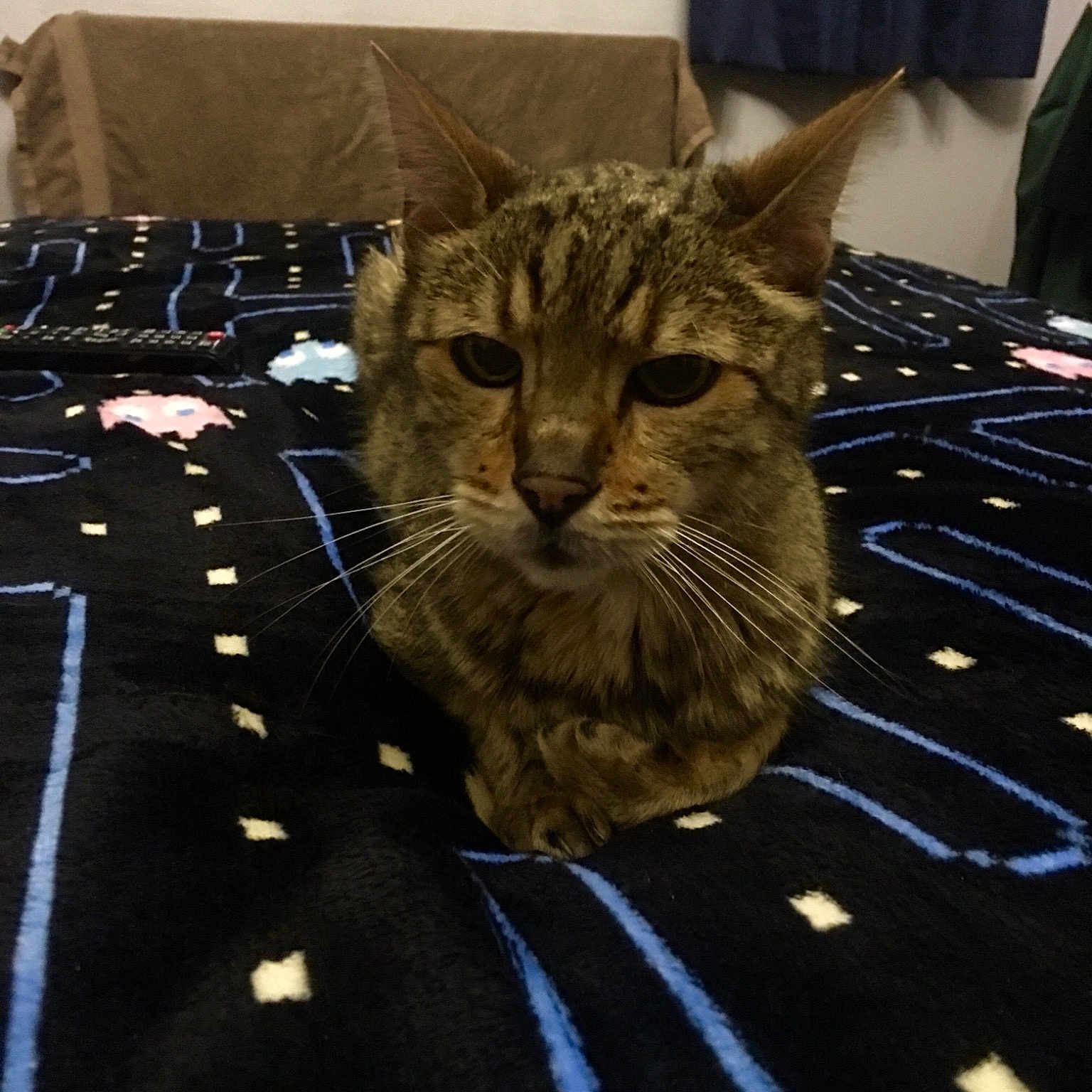 Sabine joined the competition — help win amazing prizes! american_shorthair, asian, california_spangled, carnivoran, cat, cat_like_mammal, domestic_short_haired_cat, dragon_li, european_shorthair, fauna, fur, kitten, mammal, pixie_bob, small_to_medium_sized_cats, snout, tabby_cat, toyger, whiskers