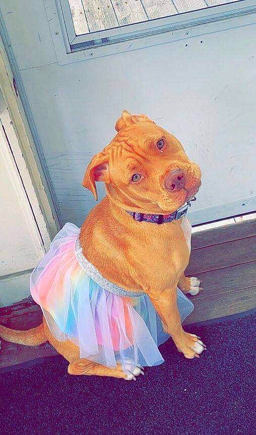 Nova joined the competition — help win amazing prizes! art, canidae, carnivore, companion_dog, dog, dog_breed, dog_clothes, dog_supply, electric_blue, fawn, flooring, fur, liver, paint, pet_supply, sporting_group, tail, toy, wood, working_animal