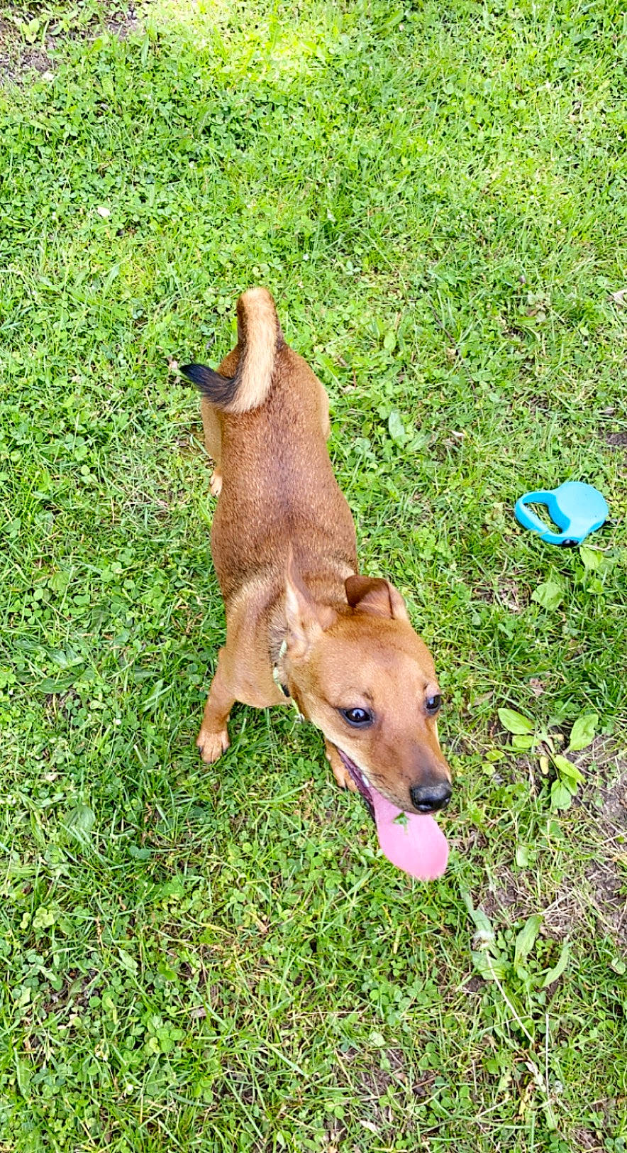 Draco is registered to the contest to win money with this photo: ball, canidae, carnivore, collar, companion_dog, dog, dog_breed, dog_clothes, dog_supply, fawn, grass, grassland, groundcover, liver, pasture, plant, sporting_group, tail, terrestrial_animal, working_animal