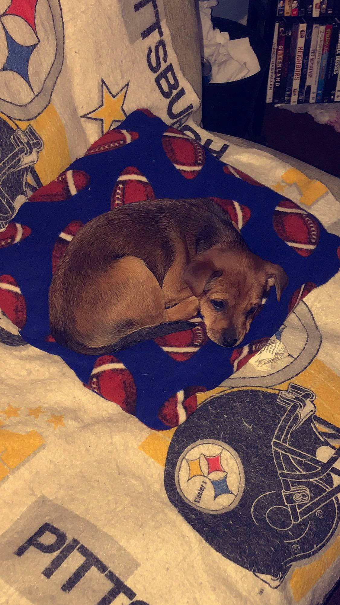 Draco joined the competition — help win amazing prizes! art, canidae, carmine, carnivore, comfort, companion_dog, dog, dog_breed, fawn, flooring, guard_dog, illustration, linens, nap, painting, room, sporting_group, toy_dog, visual_arts, working_animal