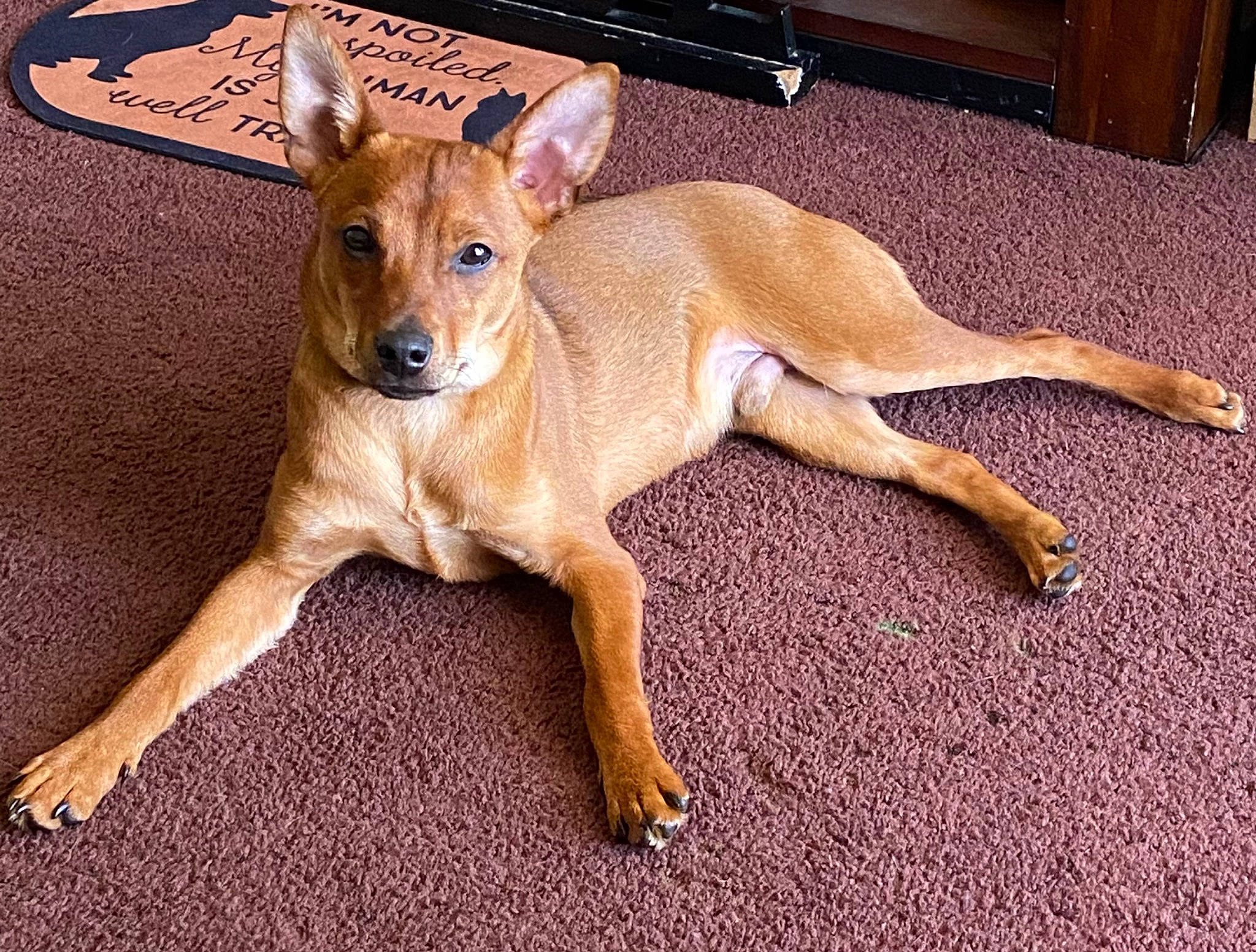 Draco is registered to the contest to win money with this photo: canidae, carnivore, chest_of_drawers, comfort, companion_dog, dog, dog_breed, fawn, floor, flooring, hardwood, paw, sighthound, snout, sporting_group, tail, terrestrial_animal, toy_dog, whiskers, wood