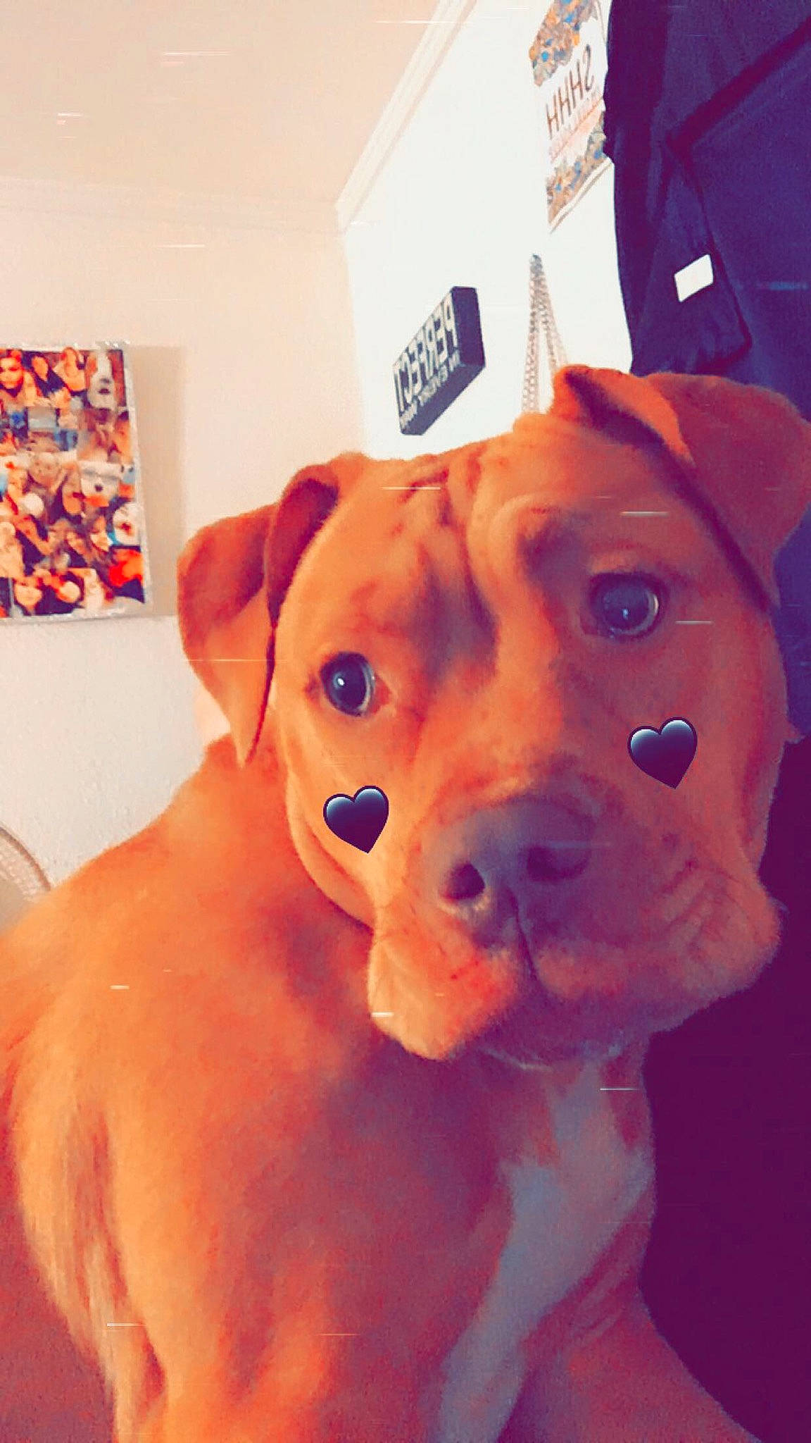 Nova is registered to the contest to win money with this photo: bathing, canidae, carnivore, companion_dog, dog, dog_breed, ear, eye, fawn, fur, human_body, iris, jaw, liver, orange, selfie, snout, sporting_group, whiskers, working_animal