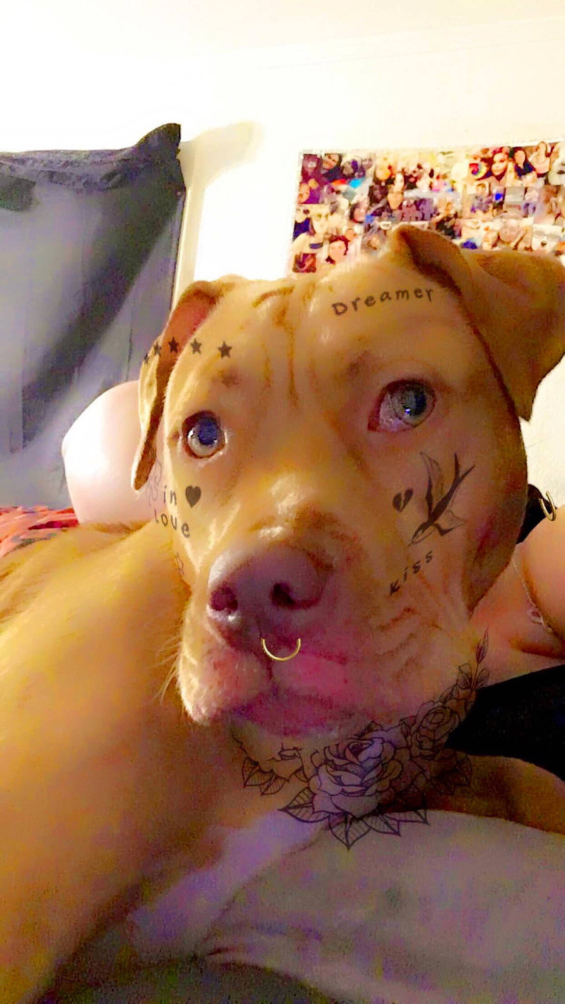 Nova is registered to the contest to win money with this photo: art, canidae, carnivore, child, close_up, companion_dog, dog_breed, domestic_pig, fawn, fur, livestock, snout, suidae, terrestrial_animal, toy, whiskers, working_animal