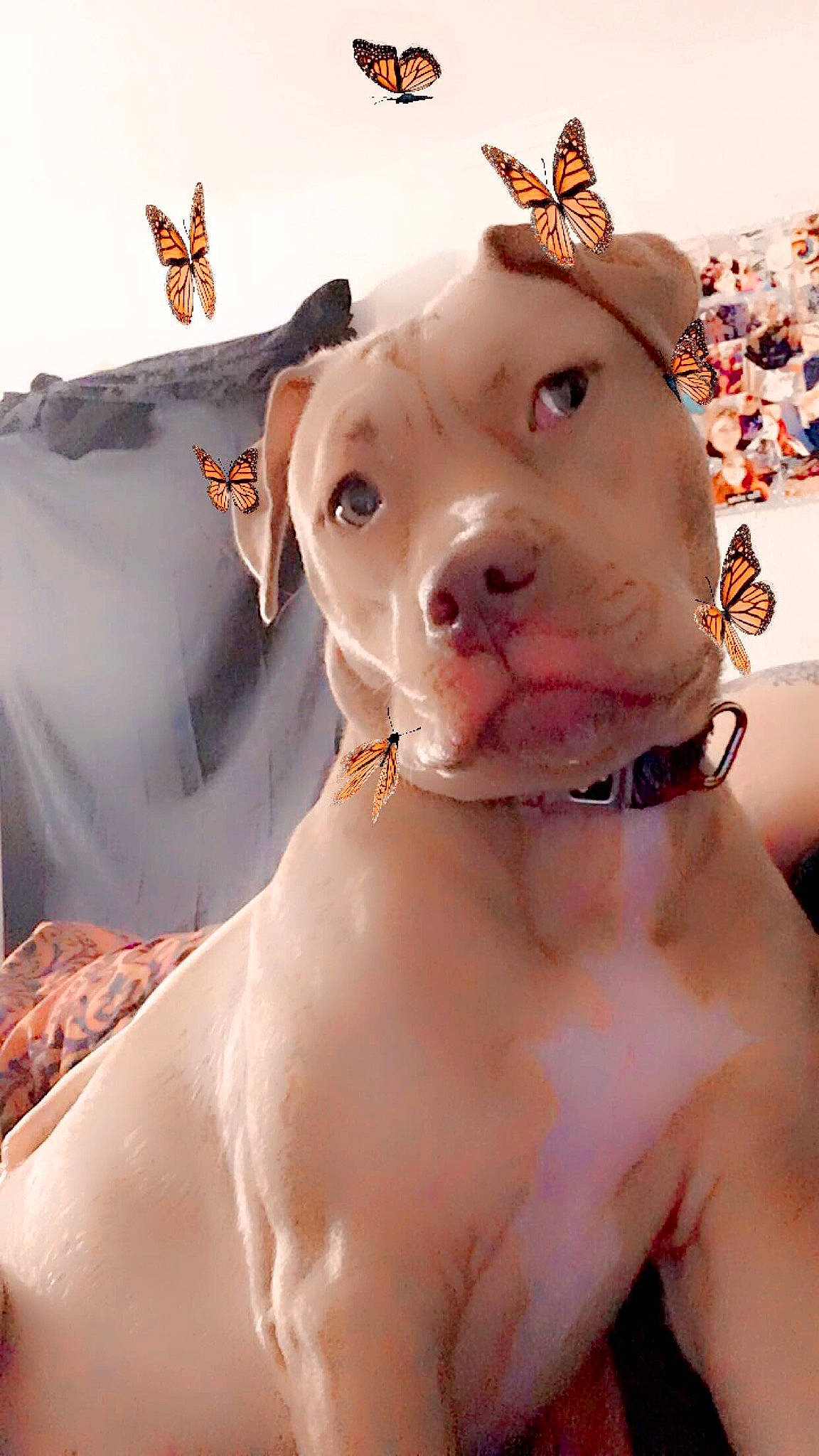 Nova joined the competition — help win amazing prizes! chest, collar, dog_breed, domestic_pig, eyelash, fashion_accessory, fawn, flag, flesh, fur, jewellery, livestock, necklace, peach, snout, suidae, toy, trunk, whiskers, working_animal