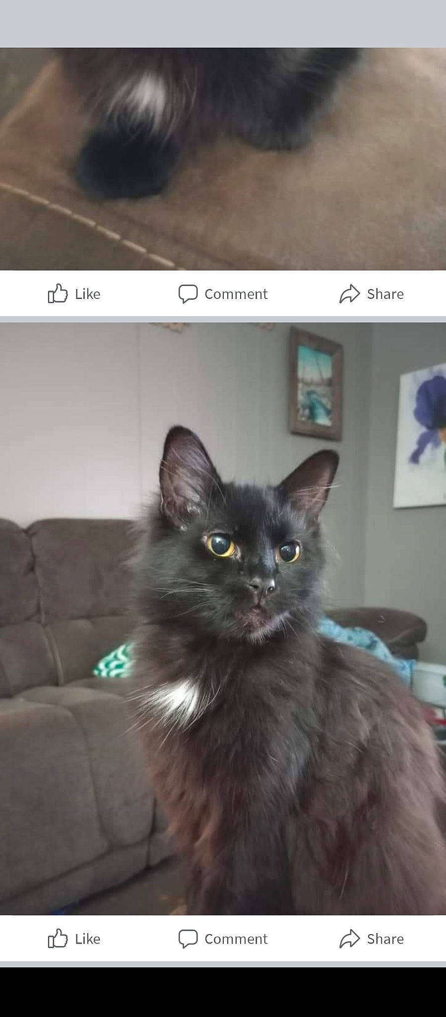 Lexi is registered to the contest to win money with this photo: black_cat, carnivore, cat, cat_supply, claw, comfort, couch, domestic_short_haired_cat, felidae, font, fur, paw, photo_caption, screenshot, small_to_medium_sized_cats, snout, tail, terrestrial_animal, whiskers, window