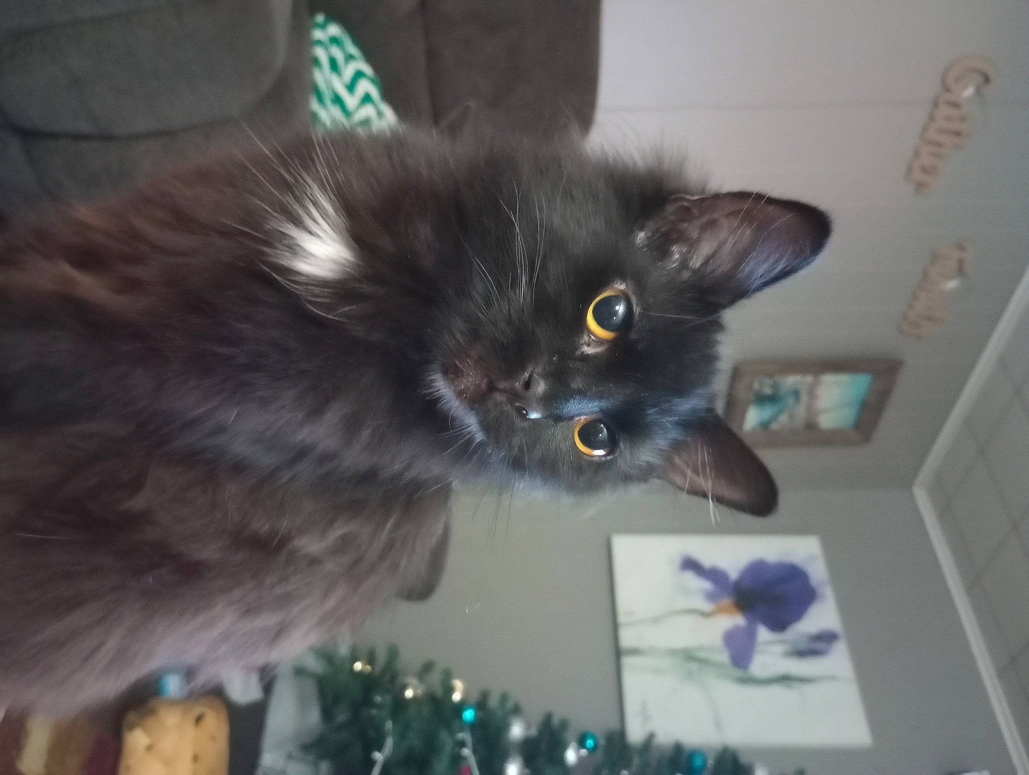 Lexi is registered to the contest to win money with this photo: black_cat, bombay, carnivore, cat, domestic_short_haired_cat, felidae, fur, small_to_medium_sized_cats, snout, tail, whiskers