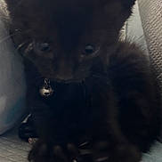 Ciggy is registered to the contest to win money with this photo: black_kitten, cat, kitten, claws, collar, bell, close_up, pet, animal, feline, cute, indoor, soft_light, texture, paw, young_cat, curious, small, fur, whiskers