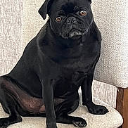 Coco is registered to the contest to win money with this photo: dog, pug, black_dog, pet, indoor, chair, furniture, animal, cute, sitting, portrait, looking, curious, domestic_animal, mammal, companion, brown_eyes, short_hair, pet_portrait, relaxed