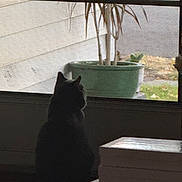Lobo is registered to the contest to win money with this photo: animal, calm, cat, daylight, domestic, feline, home, houseplant, indoor, looking_out, nature_view, pet, potted_plant, quiet, screen, shadow, silhouette, still_life, window, windowsill