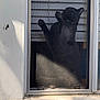 Lobo is registered to the contest to win money with this photo: animal, black_cat, cat, curious, daylight, domestic_cat, feline, glass, house, outdoor, paw, pet, playful, reflection, screen, shadow, stretching, sunlight, window, window_screen