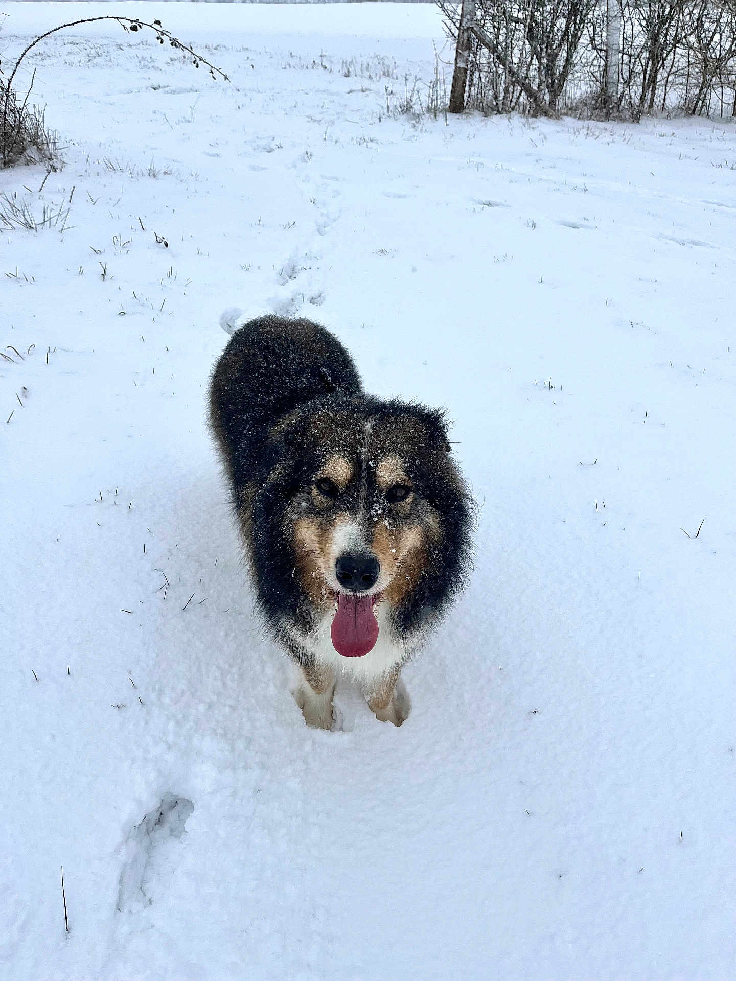 Shayko a rejoint le concours — aidez-le/la à gagner de superbes lots ! dog, snow, tongue_out, footprints, winter, outdoors, happy, fur, paws, muzzle, nose, eyes, field, trees, cold, pet, playful, standing, trail, fluffy