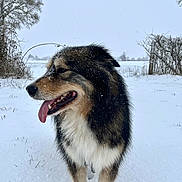 Shayko a rejoint le concours — aidez-le/la à gagner de superbes lots ! dog, snow, winter, outdoors, tongue_out, fur, portrait, happy, panting, field, trees, fence, rural, snowfall, paws, standing, canine, muzzle, closeup, cold