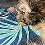Louna a rejoint le concours — aidez-le/la à gagner de superbes lots ! cat, tabby, sleeping, fur, paw, blanket, pattern, blue, teal, cozy, indoor, relaxed, cute, whiskers, pet, animal, closeup, resting, feline, soft