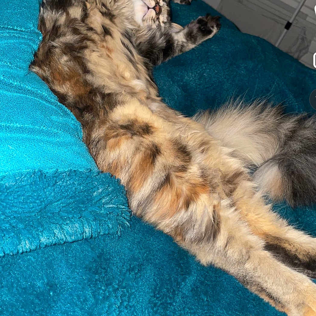 Louna a rejoint le concours — aidez-le/la à gagner de superbes lots ! animal, cat, cozy, cute, domestic_animal, feline, fluffy, fur, indoor, mammal, paw, pet, relaxing, resting, sleeping, soft, stretching, tabby, teal_blanket, whiskers