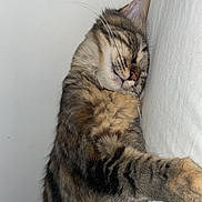 Louna participe au concours pour gagner de l'argent avec cette photo : cat, tabby, sleeping, fur, whiskers, closeup, cozy, indoor, resting, animal, pet, peaceful, cute, feline, relaxed, soft, lying_down, mammal, domestic_cat, sleep