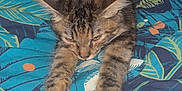 Louna a rejoint le concours — aidez-le/la à gagner de superbes lots ! cat, tabby, stretching, bed, bedspread, blue, floral_pattern, feline, pet, indoor, animal, cozy, relaxed, whiskers, ears, paws, fur, resting, cute, domestic