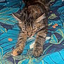 cat, tabby, stretching, bed, bedspread, blue, floral_pattern, feline, pet, indoor, animal, cozy, relaxed, whiskers, ears, paws, fur, resting, cute, domestic