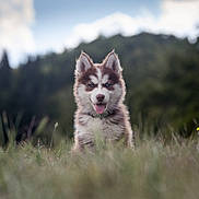 Nymeria participe au concours pour gagner de l'argent avec cette photo : puppy, dog, husky, grass, nature, outdoor, animal, cute, tongue_out, fur, ears, blue_eyes, pet, field, happy, young, canine, portrait, daylight, smiling