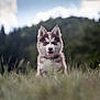 puppy, dog, husky, grass, nature, outdoor, animal, cute, tongue_out, fur, ears, blue_eyes, pet, field, happy, young, canine, portrait, daylight, smiling
