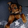Stella a rejoint le concours — aidez-le/la à gagner de superbes lots ! animal, blanket, brown, canine, companion, cozy, cute, dog, fur, fur_texture, indoor, looking_away, paw, pet, portrait, relaxed, snuggled, soft, star_pattern, warm