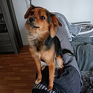 Stella a rejoint le concours — aidez-le/la à gagner de superbes lots ! dog, small_dog, brown_fur, black_fur, pet, indoor, wooden_floor, couch, blanket, home, furniture, curious, sitting, animal, canine, fur, ears, tail, domestic_animal, looking_up