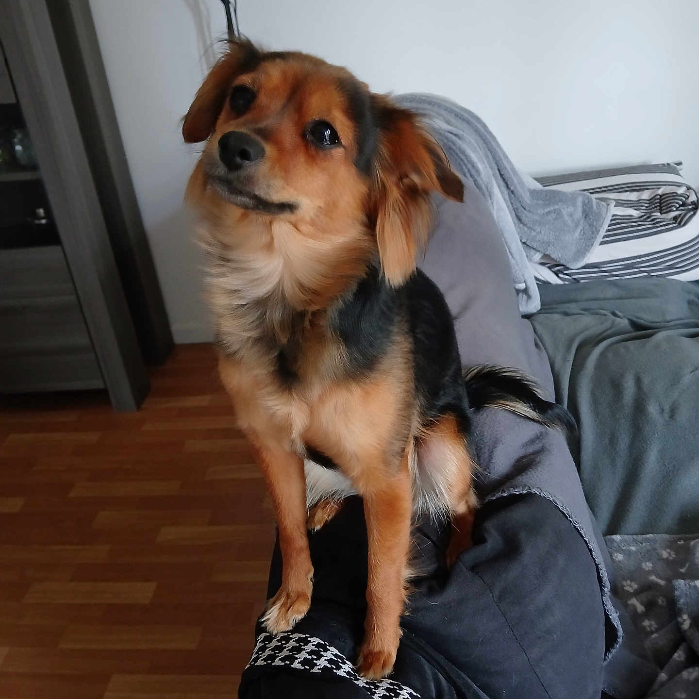 Stella a rejoint le concours — aidez-le/la à gagner de superbes lots ! dog, small_dog, brown_fur, black_fur, pet, indoor, wooden_floor, couch, blanket, home, furniture, curious, sitting, animal, canine, fur, ears, tail, domestic_animal, looking_up