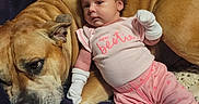Kaisley is registered to the contest to win money with this photo: baby, infant, child, dog, pet, bulldog, companion, sleeping, lying_down, pink_clothing, white_mittens, socks, couch, blanket, carpet, indoors, portrait, family, cute, animal
